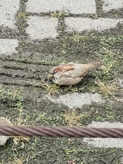 Passer domesticus