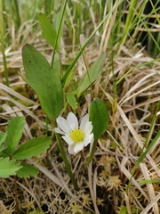 Ranunculus pallasii