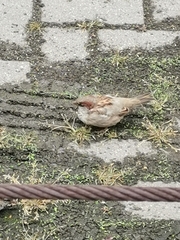 Passer domesticus