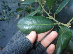 Ilex × altaclerensis