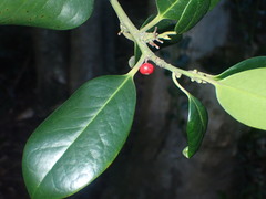 Ilex × altaclerensis