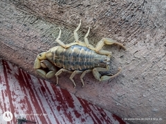 Centruroides limpidus