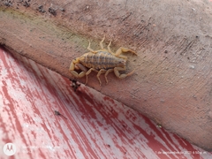 Centruroides limpidus