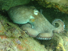 Octopus insularis