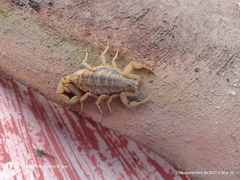 Centruroides limpidus