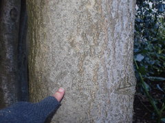 Ilex × altaclerensis