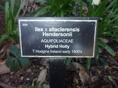 Ilex × altaclerensis