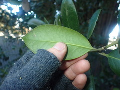 Ilex × altaclerensis