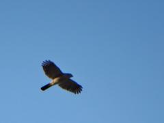 Accipiter tachiro tachiro