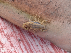 Centruroides limpidus