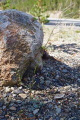 Boechera platysperma