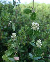 Cynanchum natalitium