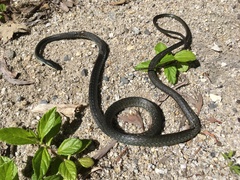 Dendrelaphis calligaster