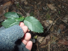 Ilex × altaclerensis