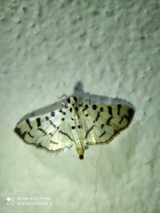 Dichocrocis sabatalis