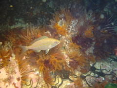 Pterogymnus laniarius