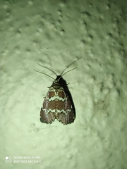 Phoenicophanta modestula