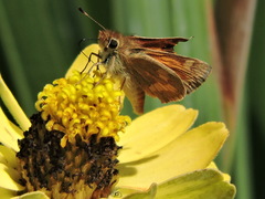 Ochlodes sylvanoides