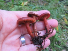 Lactarius badiosanguineus