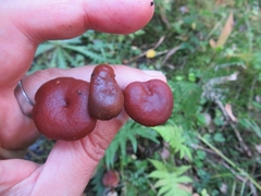 Lactarius badiosanguineus