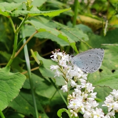 Celastrina argiolus