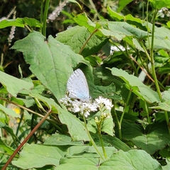 Celastrina argiolus