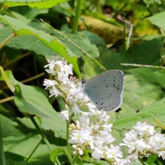Celastrina argiolus
