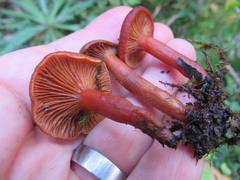 Lactarius badiosanguineus