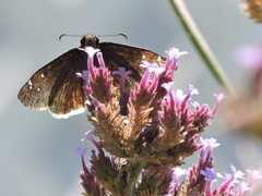 Erynnis tristis