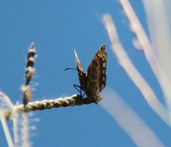 Byblia anvatara acheloia
