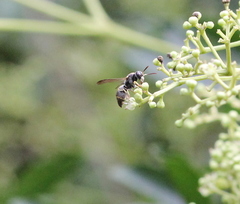 Parancistrocerus hongkongensis