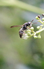 Parancistrocerus hongkongensis