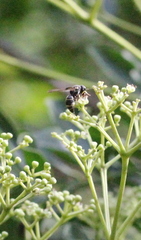 Parancistrocerus hongkongensis