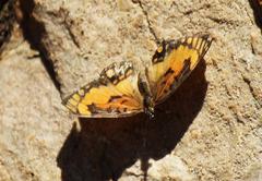 Byblia anvatara acheloia