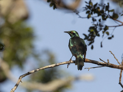 Lamprotornis acuticaudus
