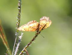 Byblia anvatara acheloia
