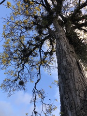 Handroanthus umbellatus