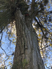 Handroanthus umbellatus
