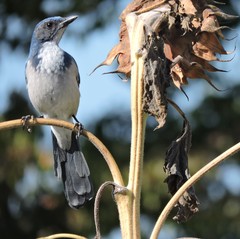 Aphelocoma californica