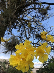Handroanthus umbellatus