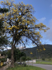 Handroanthus umbellatus