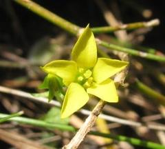 Sebaea sulphurea