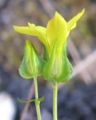 Sebaea sulphurea