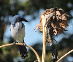 Aphelocoma californica