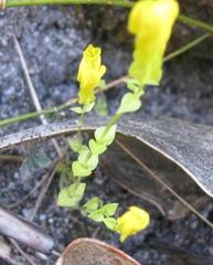Sebaea sulphurea