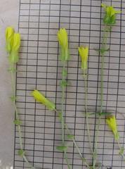 Sebaea sulphurea