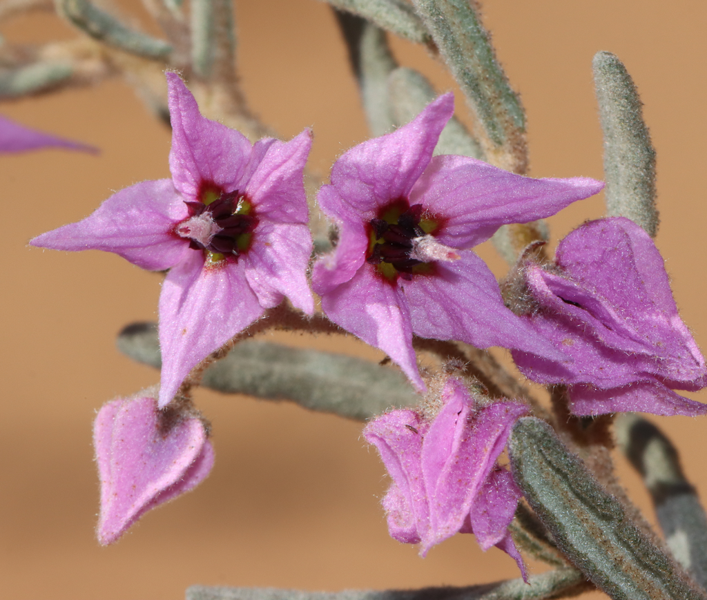 Guichenotia basiviridis