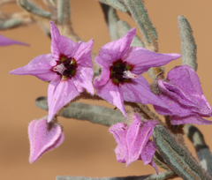 Guichenotia basivirida