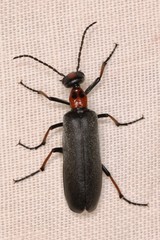 Lydomorphus bisignatus