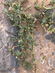 Tribulus cristatus